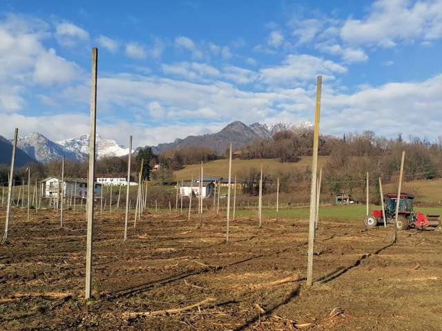 R.G.M. srl - Servizi - Lavori forestali - Vigneti